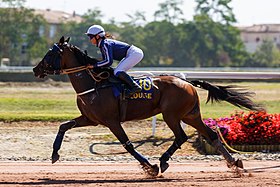 Trotón francés en el hipódromo de Cépière.