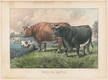 "Prize fat cattle" (probably late 19th century) Prize fat cattle LCCN2001702396.tif