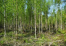 Uitdunning van een berkenbos in Rusland