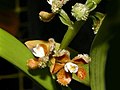 Prosthechea guttata