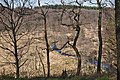 * Nomination Protected area of Fagne Tîrifaye with the Hill river viewed from a bicycle path in Waimes, Belgium (VeloTour 83-to-84, DSCF3672) --Trougnouf 00:04, 25 February 2018 (UTC) * Promotion Good quality. --Jacek Halicki 00:09, 25 February 2018 (UTC)