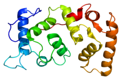 Ақуыз CIB1 PDB 1dgu.png