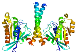 Ақуыз RAB11FIP3 PDB 2d7c.png