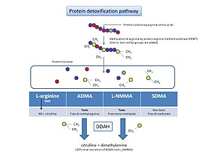 <span class="mw-page-title-main">Protein detoxification</span>