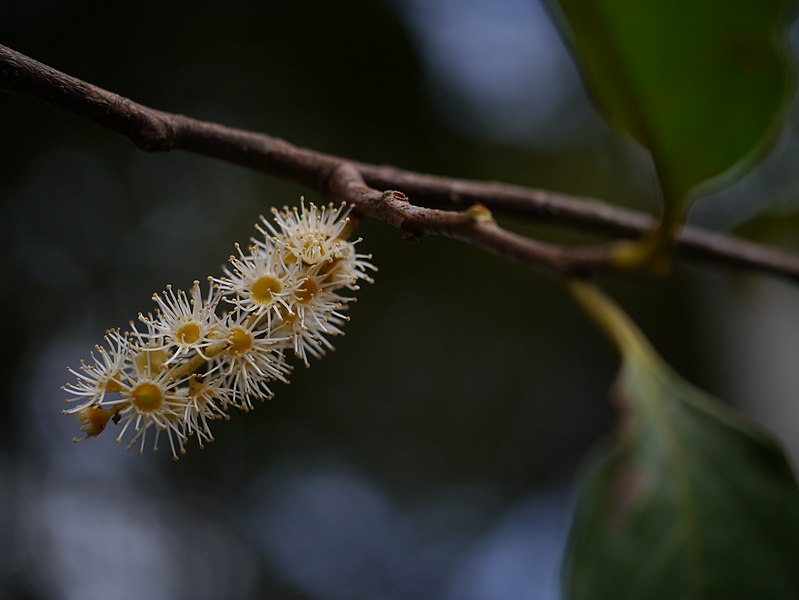 File:Prunus ceylanica (Wight) Miq. (21875999921).jpg