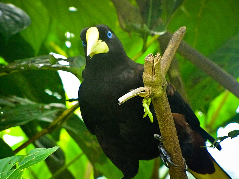 File:Psarocolius decumanus -Asa Wright Nature Centre, Northern Range, Trinidad, Trinidad and Tobago-8a (1).jpg