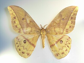 <i>Pseudantheraea discrepans</i> Species of moth