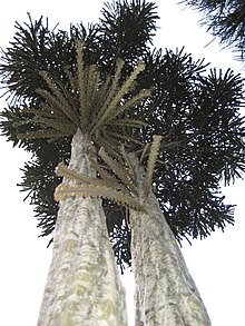 Adult tree with a few remnant juvenile leaves