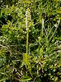 Pseudorchis albida France - Alps