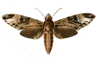 <i>Psilogramma discistriga</i> Species of moth