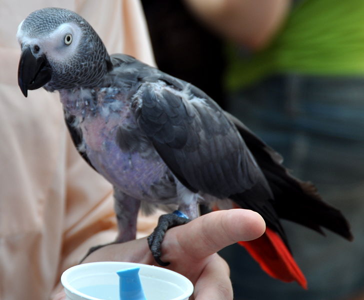 File:Psittacus erithacus -feather plucking -pet-6.jpg