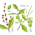 Psychotria viridis.gif