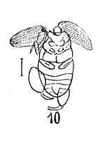 Vignette pour Psylliodes difficilis