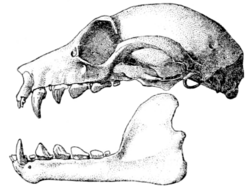 Pteropus lombocensis skull.png