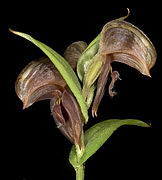 Pterostylis sanguinea