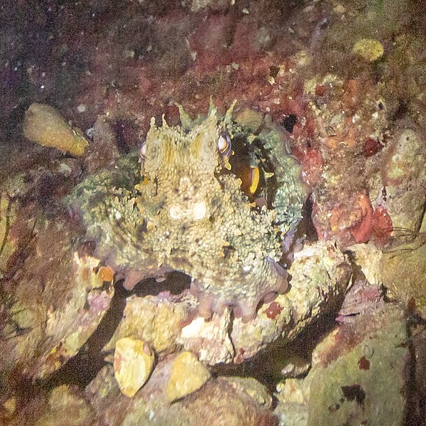 File:Pulpo común (Octopus vulgaris), bahía de San Telmo, Valeta, Malta, 2021-08-24, DD 72.jpg