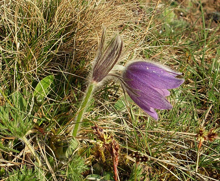 File:Pulsatilla vulgaris15.JPG