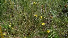 Habit in the Royal National Park Pultenaea stipularis (6054084672).jpg