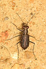 Thumbnail for Cicindela punctulata