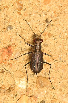 Тесілген жолбарыс қоңызы - Cicindela punctulata, Federalsburg, Maryland.jpg