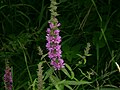 Lythrum salicaria Purple loosestrife