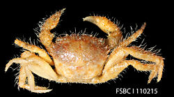 Quadrate Hairy Crab (11354911796).jpg