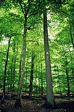 Miniatuur voor Klasse van eiken- en beukenbossen op voedselarme grond