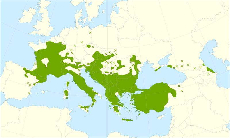 File:Quercus pubescens range.svg