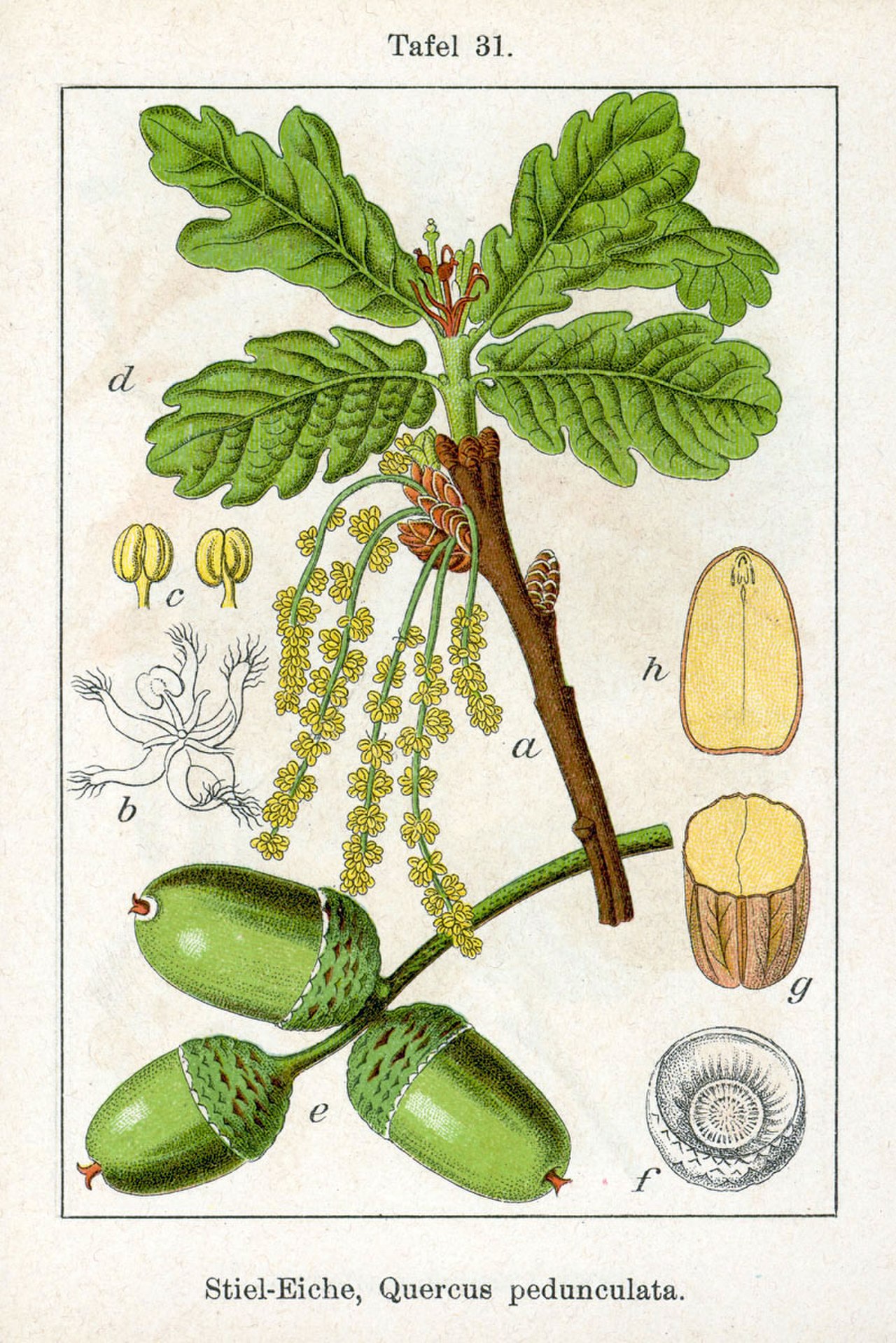 Дуб черешчатый Ботаническая иллюстрация