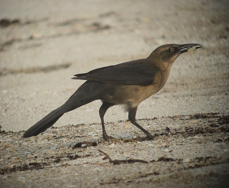 File:Quiscalus mexicanus Mariamulata Great-tailed Grackle (female) (6988077523).jpg