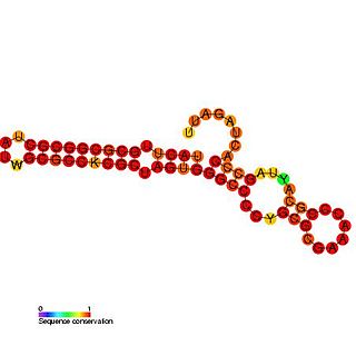 <span class="mw-page-title-main">Rubella virus 3′ cis-acting element</span>