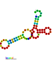 Secondary structure of the Flavivirus DB element RF00525.png