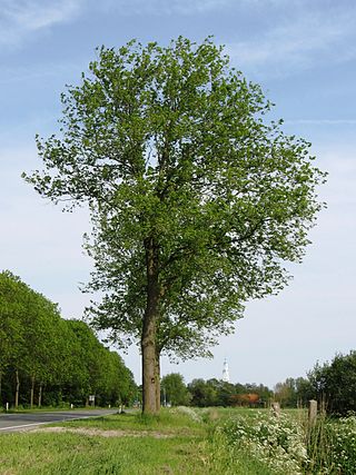 <i>Ulmus</i> × <i>hollandica</i> Commelin Elm cultivar