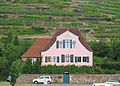 House fly whisk in front of the vineyard of the same name