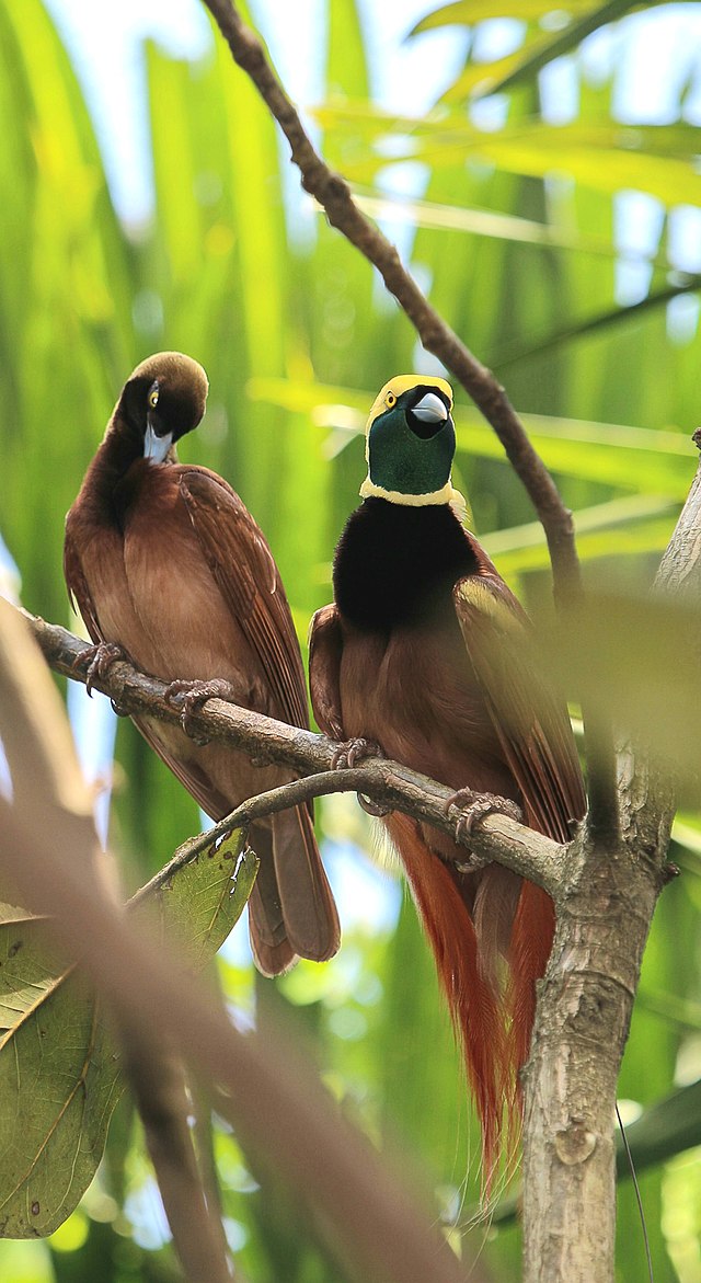 blue bird of paradise animal