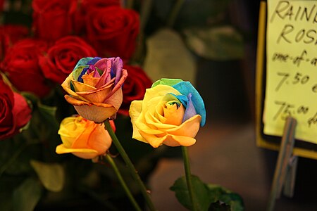 Tập_tin:RainbowRoses.JPG