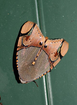 <i>Ramadasa pavo</i> Species of moth