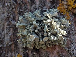 Ramalina fastigiata een korstmos (trompettakmos)