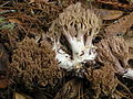 !Ramaria fennica!