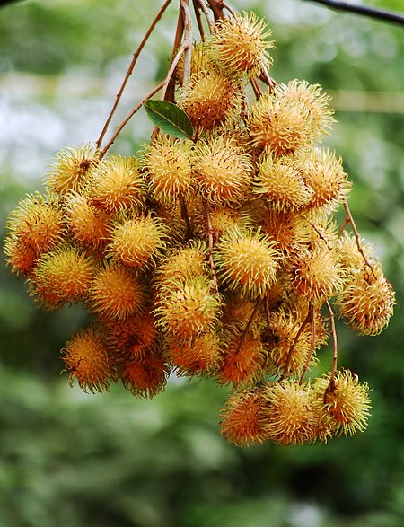 Rambutans.JPG