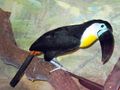 Ramphastos vitellinus (Channel-billed Toucan).jpg