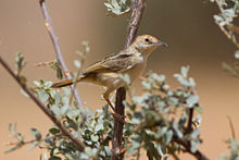 Red-pate Cisticola (Cisticola ruficeps) .jpg