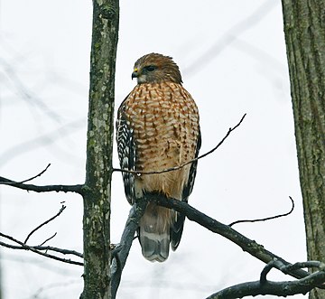 Buteo lineatus