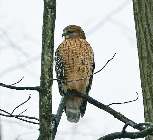 Red-shouldered Hawk (Buteo lineatus) (15454317283)