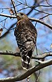Red-shouldered hawk in Dunwoody.jpg