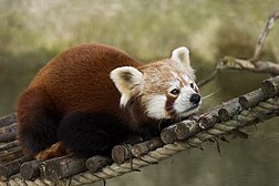 Un "petit panda" du zoo de Munich.