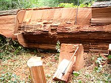 Das rote Holz führte zum englischen Namen Redwood