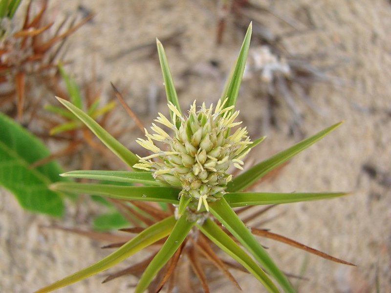 File:Remirea maritima 1.jpg