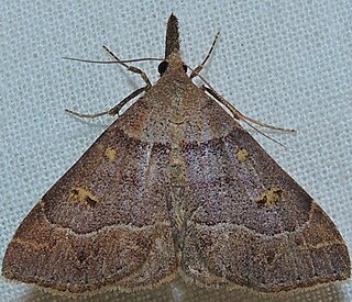 <i>Renia flavipunctalis</i> Species of moth