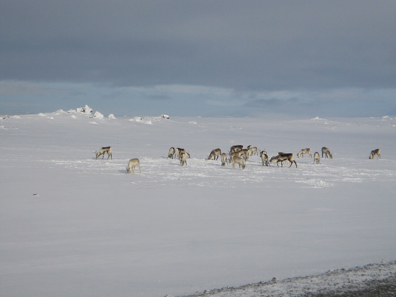 Islande - Parc national du Vatnajökull 1280px-Renos-12